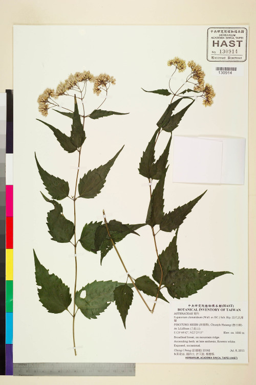 Eupatorium clematideum (Wall. ex DC.) Sch. Bip._標本_BRCM 5799