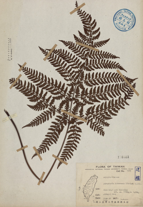 Dryopteris formosana (Christ) C. Chr._標本_BRCM 4489