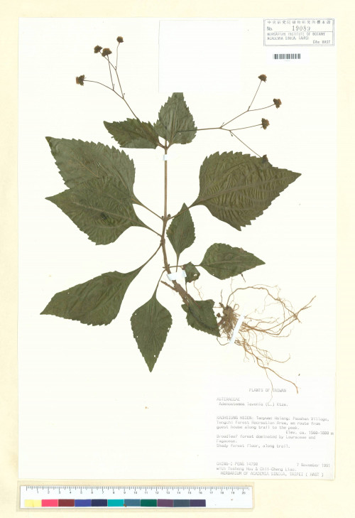 Adenostemma lavenia (L.) Kuntze_標本_BRCM 7389