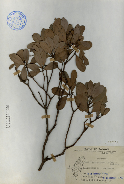 Machilus obovatifolia (Hay.) Kanehira_標本_BRCM 4234