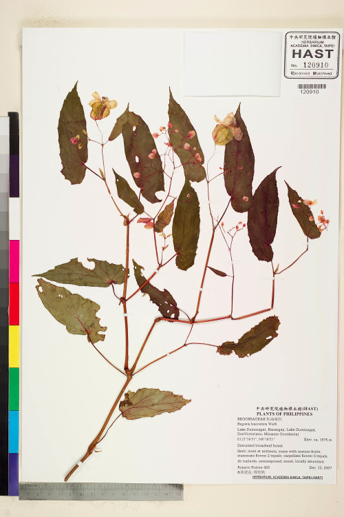 Begonia leucosticta標本_BRCM 2263