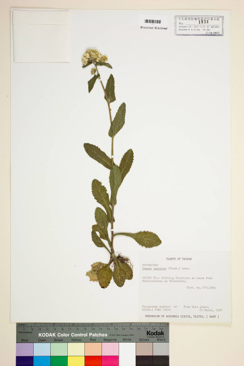 Conyza japonica (Thunb.) Less._標本_BRCM 6961
