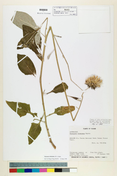 Saussurea deltoidea (DC.) C. B. Clarke_標本_BRCM 7202