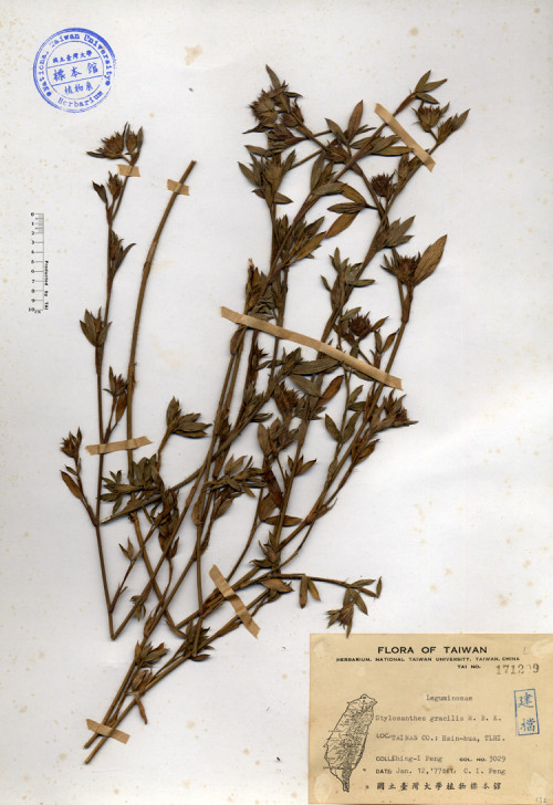 Stylosanthes gracilis H.B.K._標本_BRCM 4157