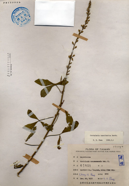 Crotalaria usaramoensis Bak. f._標本_BRCM 4165