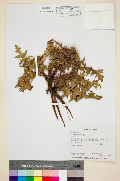 Cirsium japonicum DC. var. takaoense Kitam._標本_BRCM 5825