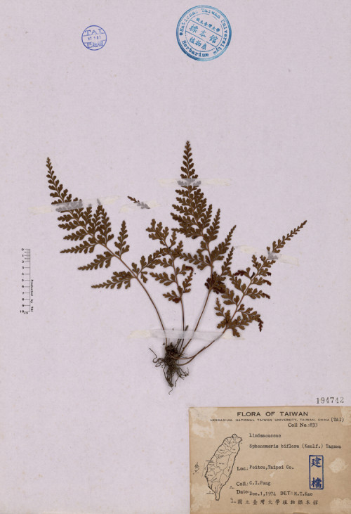 Sphenomeris biflora (Kaulf.) Tagawa_標本_BRCM 4598