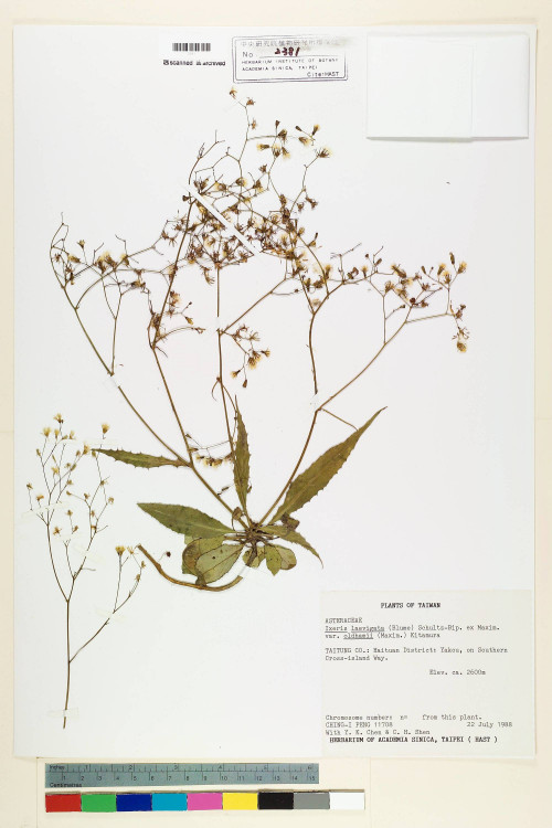 Ixeris laevigata (Blume) Schultz-Bip. ex Maxim var. oldhami (Maxim.) Kitam._標本_BRCM 7121