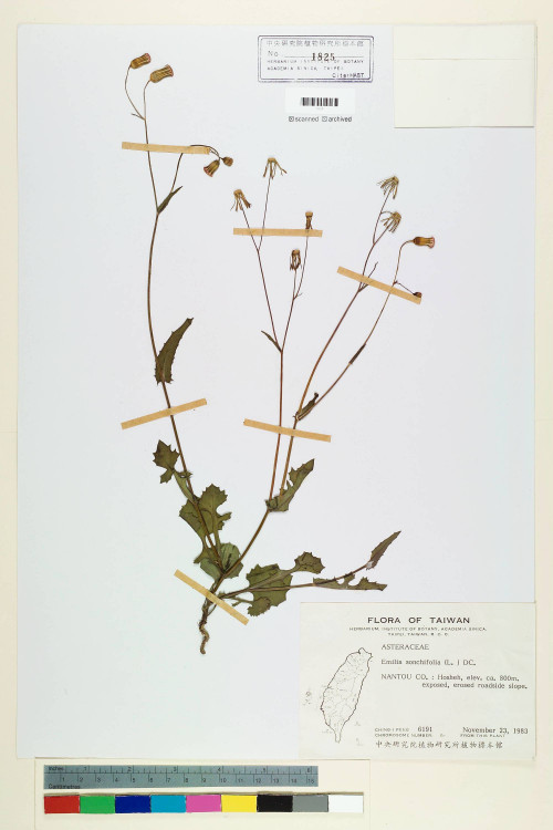 Emilia sonchifolia (L.) DC._標本_BRCM 5205