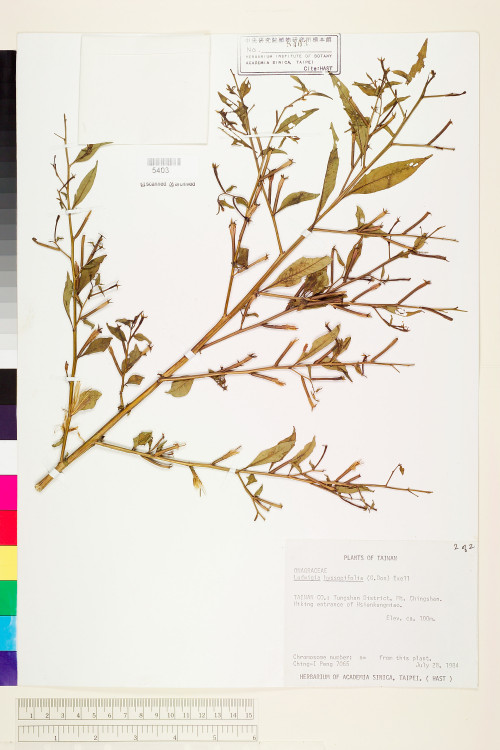Ludwigia hyssopifolia (G. Don) Exell_標本_BRCM 3596