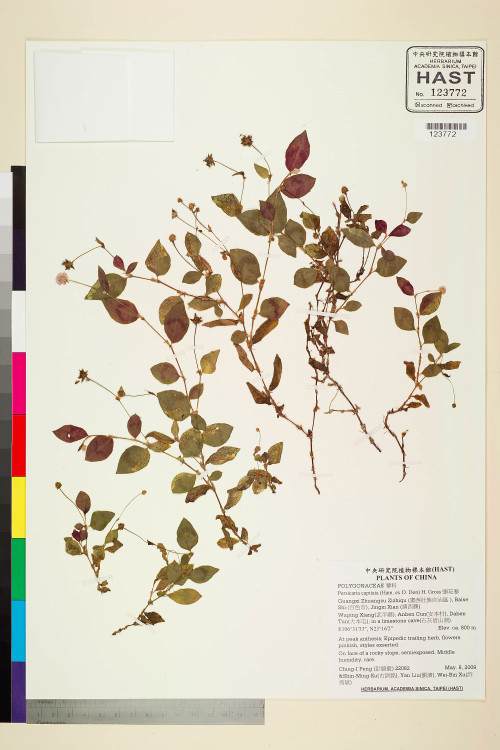 Persicaria capitata (Ham. ex D. Don) H. Gross_標本_BRCM 6003
