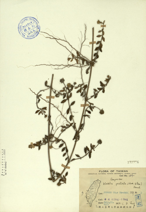 Wedelia prostrata (Hook. & Arn.) Hemsl._標本_BRCM 4326