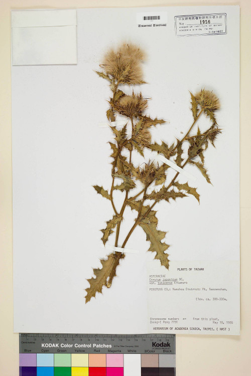 Cirsium japonicum DC. var. takaoense Kitam._標本_BRCM 5827