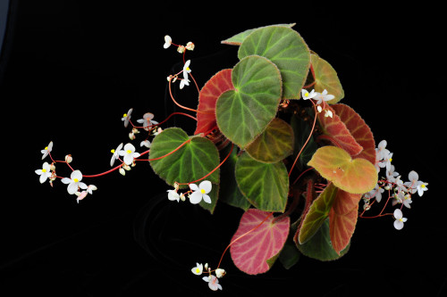 羅甸秋海棠 (Begonia porteri H.Lév. & Vaniot)