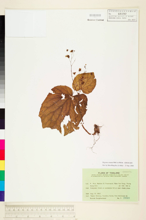 Begonia sinuata標本_BRCM 1327