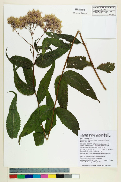 Eupatorium chinense L. var. tozanense (Hayata) Kitam._標本_BRCM 5781