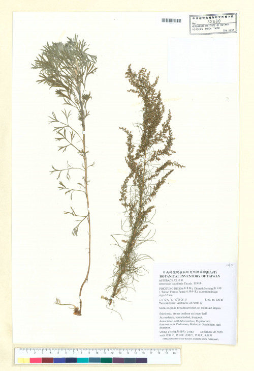 Artemisia capillaris Thunb._標本_BRCM 7546