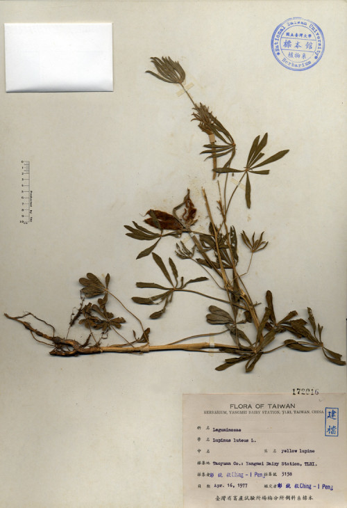 Lupinus luteus L._標本_BRCM 4219