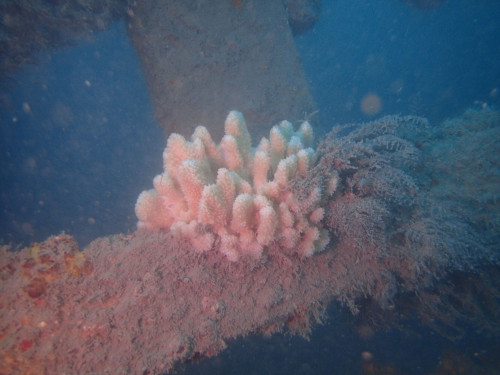人工魚礁—枋寮鋼鐵礁