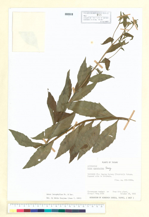 Aster leiophyllus Fr. & Sav._標本_BRCM 5282