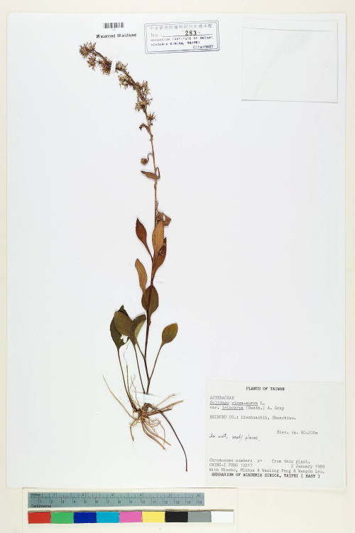 Solidago virgaurea L. var. leiocarpa (Benth.) A. Gray_標本_BRCM 7194