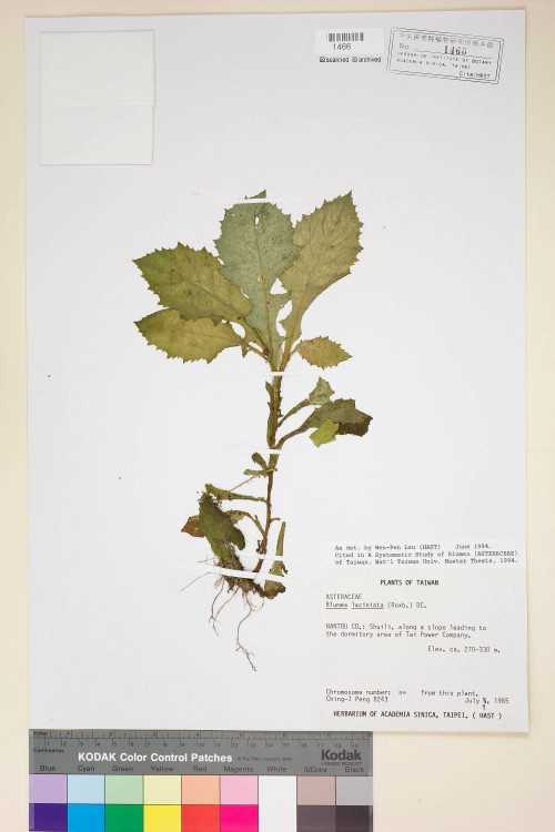 Blumea laciniata (Roxb.) DC._標本_BRCM 3801