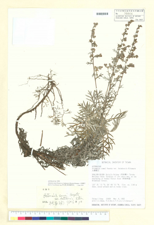 Artemisia somai Hayata var. batakensis (Hayata) Kitam._標本_BRCM 7430