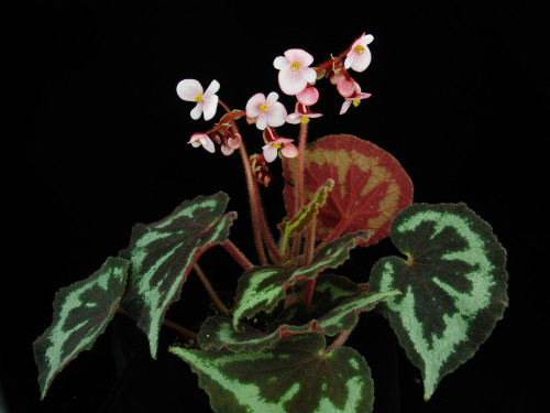 一口血秋海棠 (Begonia picturata Yan Liu, S.M.Ku & C.I Peng)