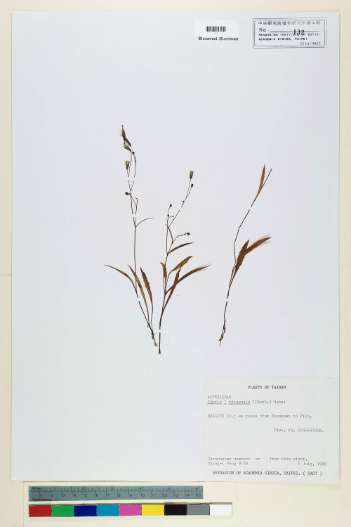 Ixeris chinensis (Thunb.) Nakai_標本_BRCM 6796