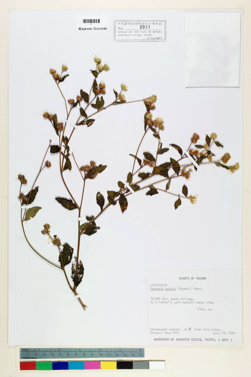 Vernonia patula (Dryand.) Merr._標本_BRCM 5096