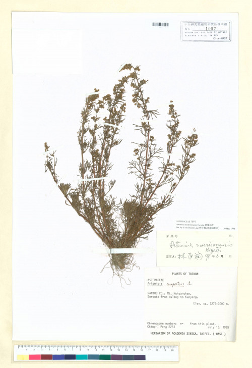 Artemisia morrisonensis Hayata_標本_BRCM 6703