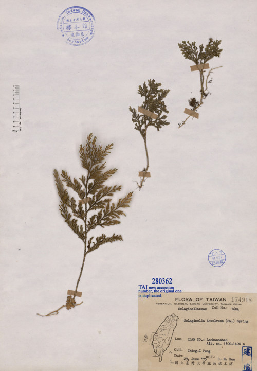 Selaginella involvens (Sw.) Spring_標本_BRCM 4749