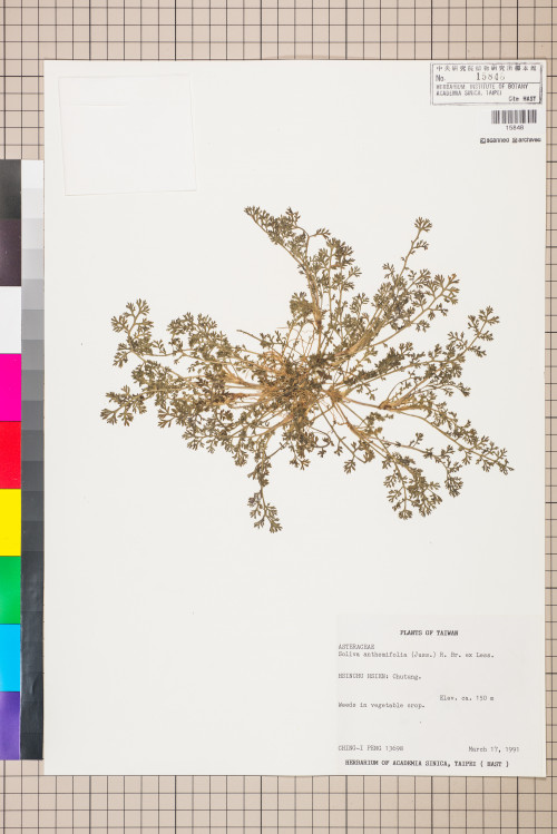 Soliva anthemifolia (Juss.) R. Brown ex Less._標本_BRCM 5069