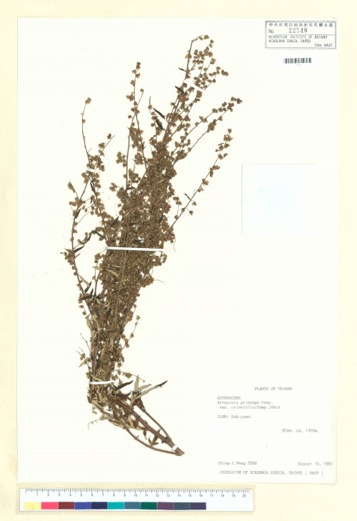 Artemisia princeps Pamp. var. orientalis (Pamp.) Hara_標本_BRCM 6411