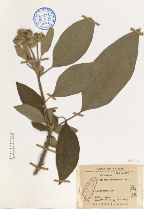 Solanum verbascifolium L._標本_BRCM 4612