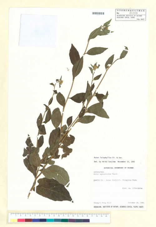 Aster leiophyllus Fr. & Sav._標本_BRCM 5251