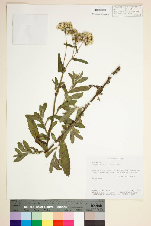 Conyza japonica (Thunb.) Less._標本_BRCM 7393