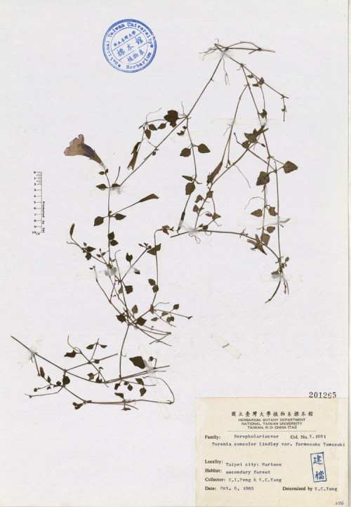 Torenia concolor Lindley var. formosana Yamazaki_標本_BRCM 4655