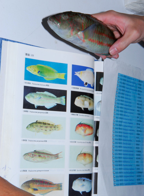 魚類遺傳物質採樣流程—物種的分類鑑定