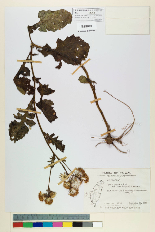 Gynura japonica (Thunb.) Juel var. flava (Hayata) Kitam._標本_BRCM 6492