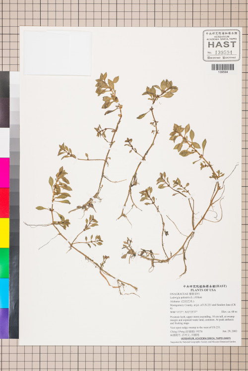 Ludwigia palustris (L.) Elliott_標本_BRCM 3454