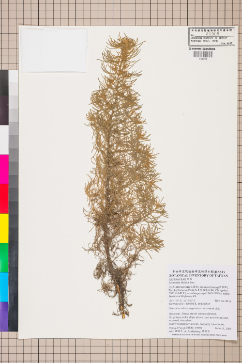 Artemisia filifolia Torr._標本_BRCM 7519
