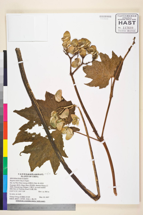 Begonia edulis標本_BRCM 2201