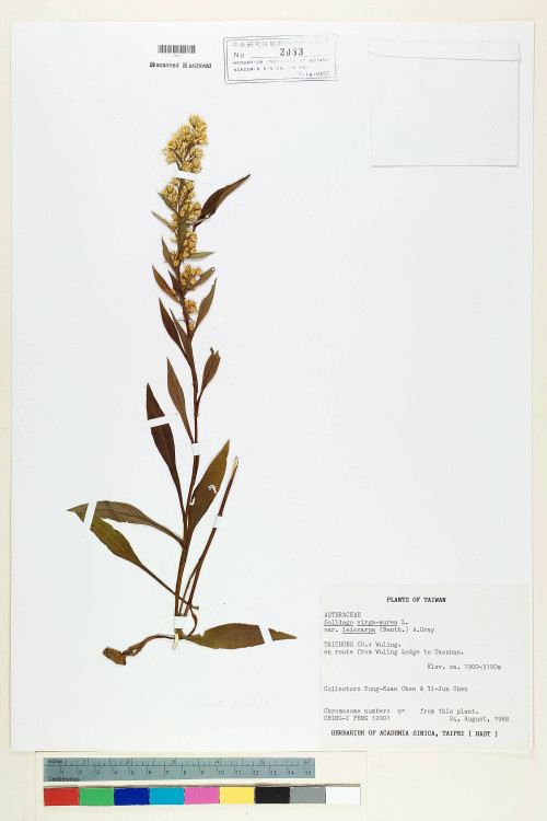 Solidago virgaurea L. var. leiocarpa (Benth.) A. Gray_標本_BRCM 7151