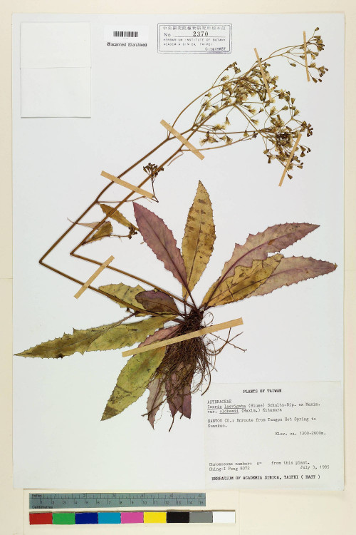 Ixeris laevigata (Blume) Schultz-Bip. ex Maxim var. oldhami (Maxim.) Kitam._標本_BRCM 6685