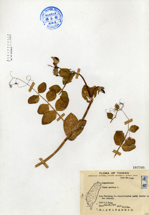 Pisum sativum L._標本_BRCM 4497