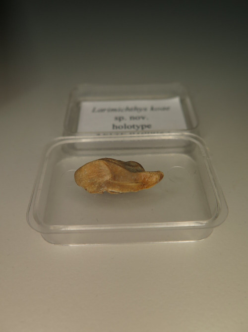 中央研究院生物多樣性研究博物館—古生物標本典藏