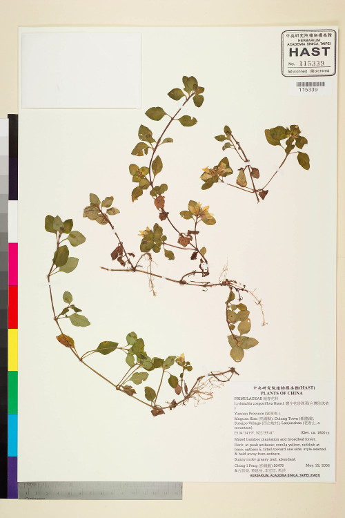 Begonia rufipila標本_BRCM 2149