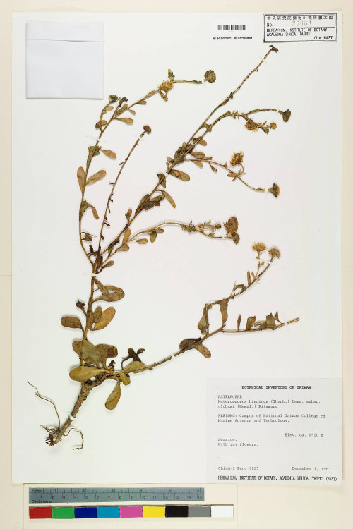 Heteropappus hispidus (Thunb.) Less. subsp. arenarius Kitam._標本_BRCM 6481
