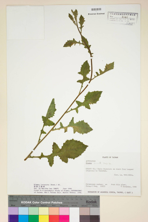 Blumea laciniata (Roxb.) DC._標本_BRCM 4821